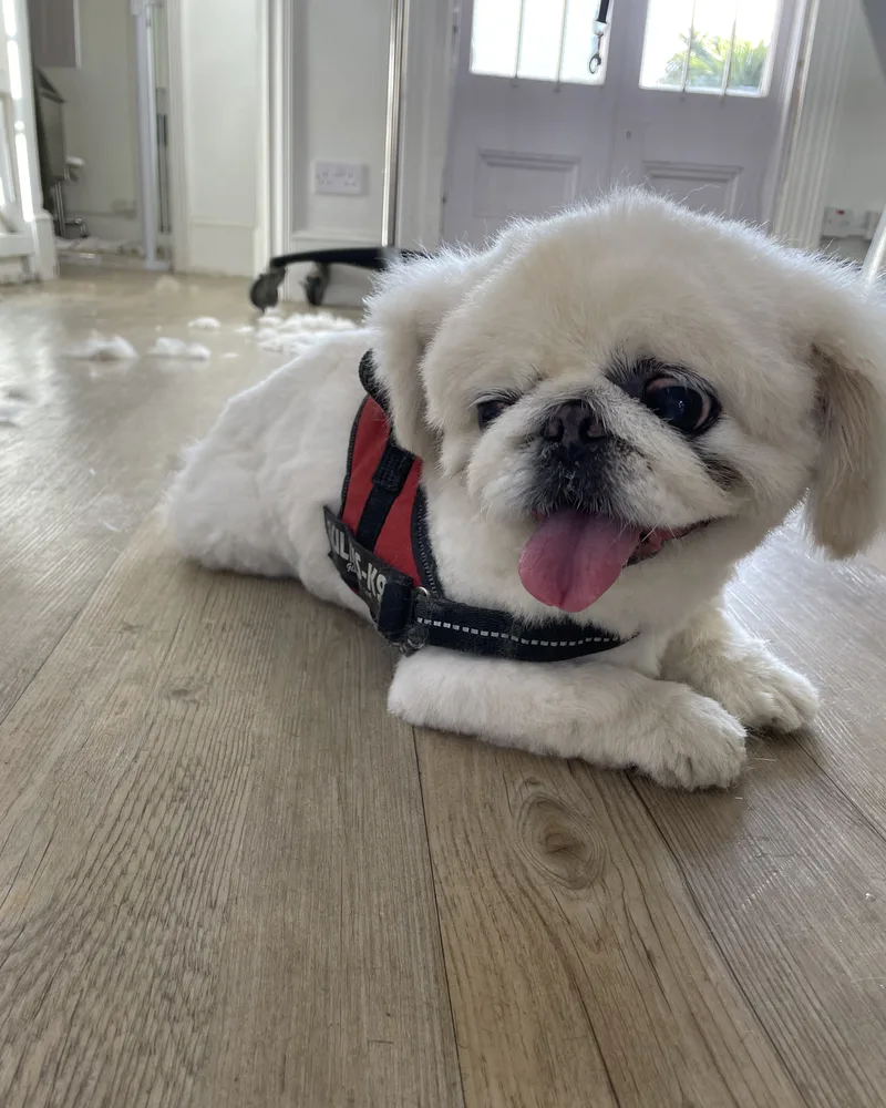 Happy cream dog with a freshly trimmed coat, tongue out